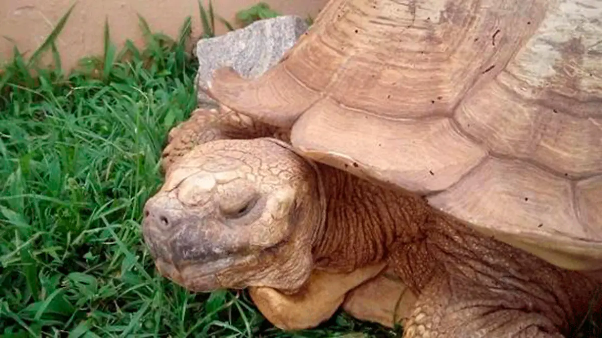 tortuga4
