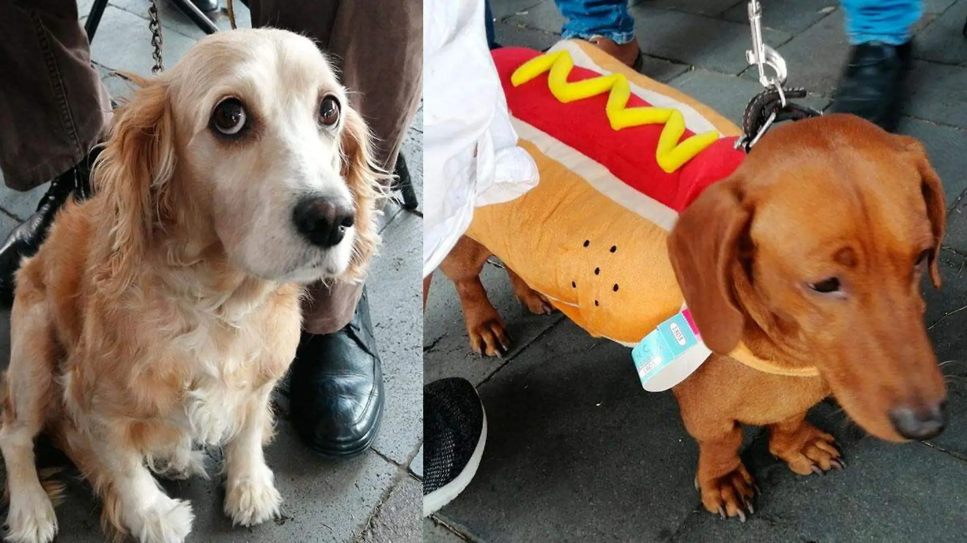 En el municipio de Río Blanco se analizan cambios al Reglamento de Salud Animal, para sancionar a quienes abandonen mascotas 