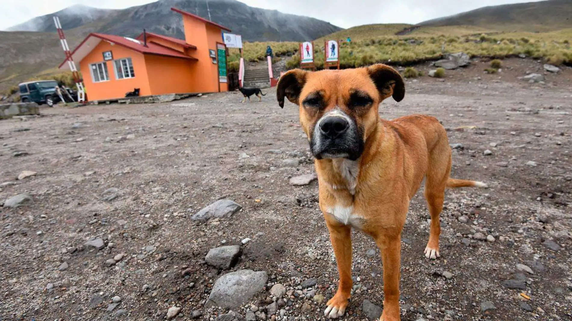 819613_Abandonan-mascotas-Xinantécatl--1_web