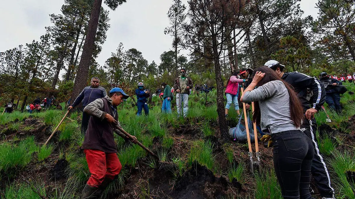 Reforestación