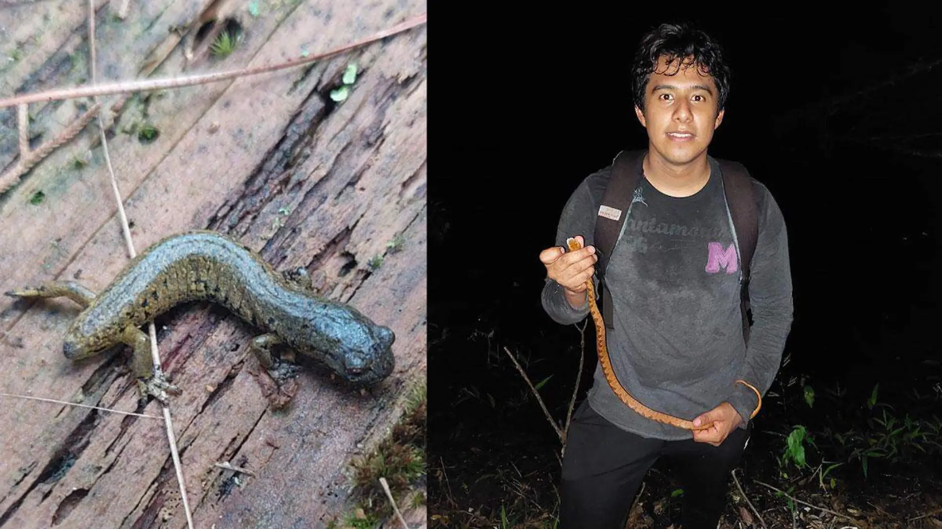 Joven-de-Orizaba-encuentra-por-primera-vez-una-salamandra-cafetalera