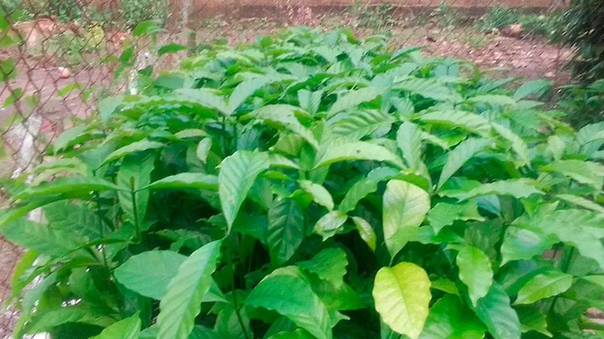Donacion-de-plantas-de-cafe-en-Tezonapa-2