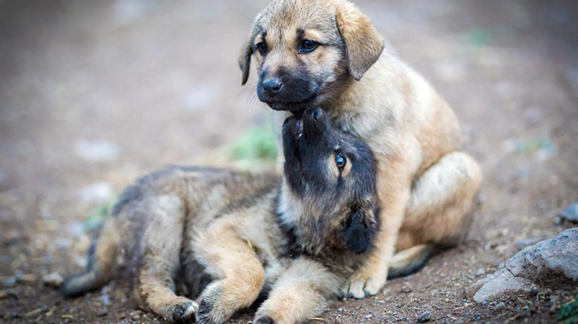 2-Buscan-hogar-para-perritos-abandonados-en-refresquera-de-Nogales