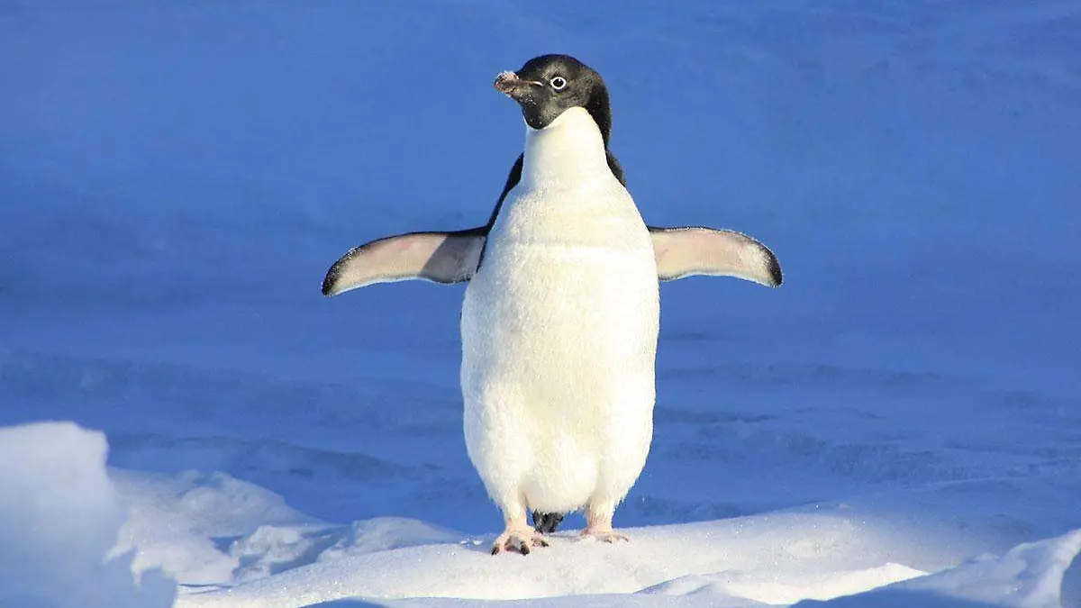Los-pinguinos-los-puedes-encontrar-en-el-hemisferio-sur-de-la-Tierra
