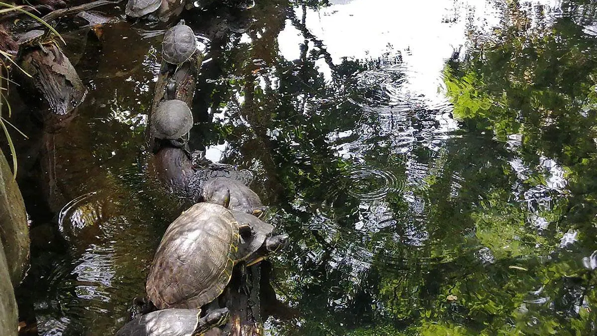 Nacen-30-tortugas-en-la-Laguna-de-Nogales