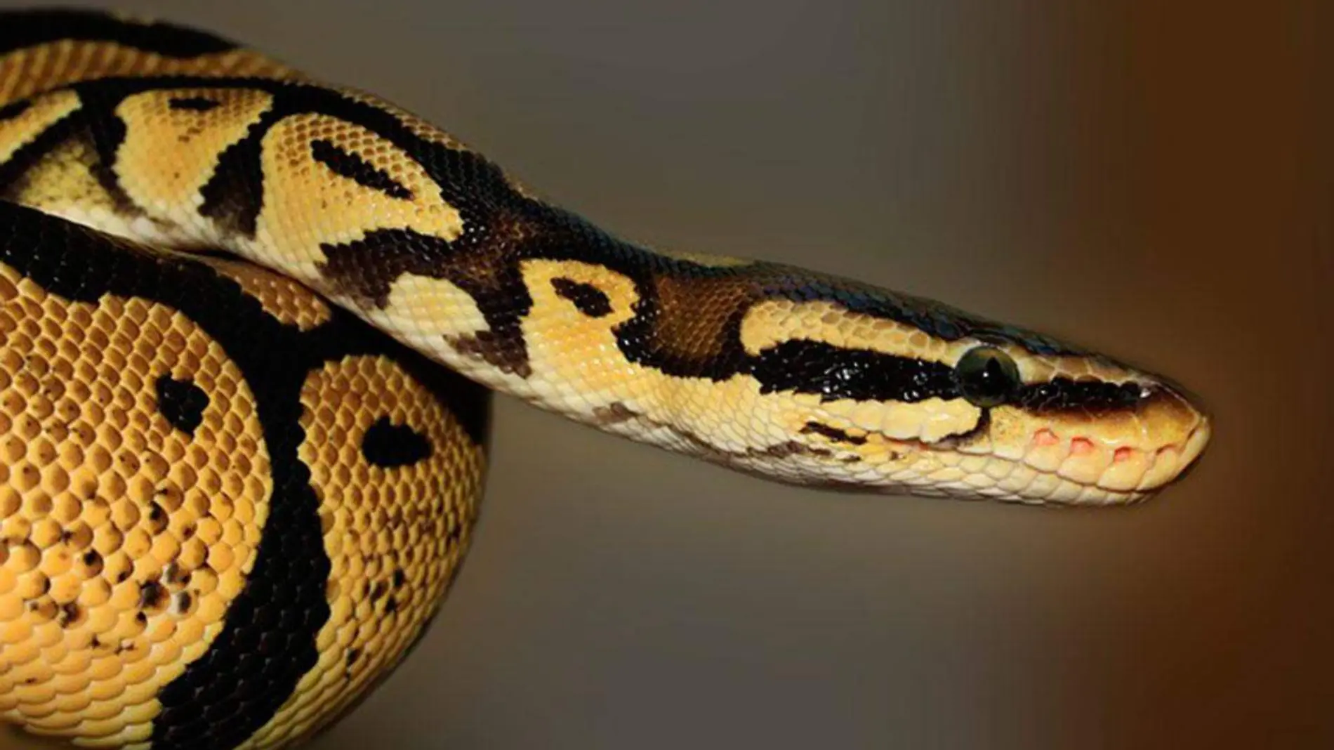 snake-419043_640