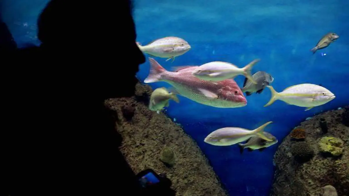 ACUARIO