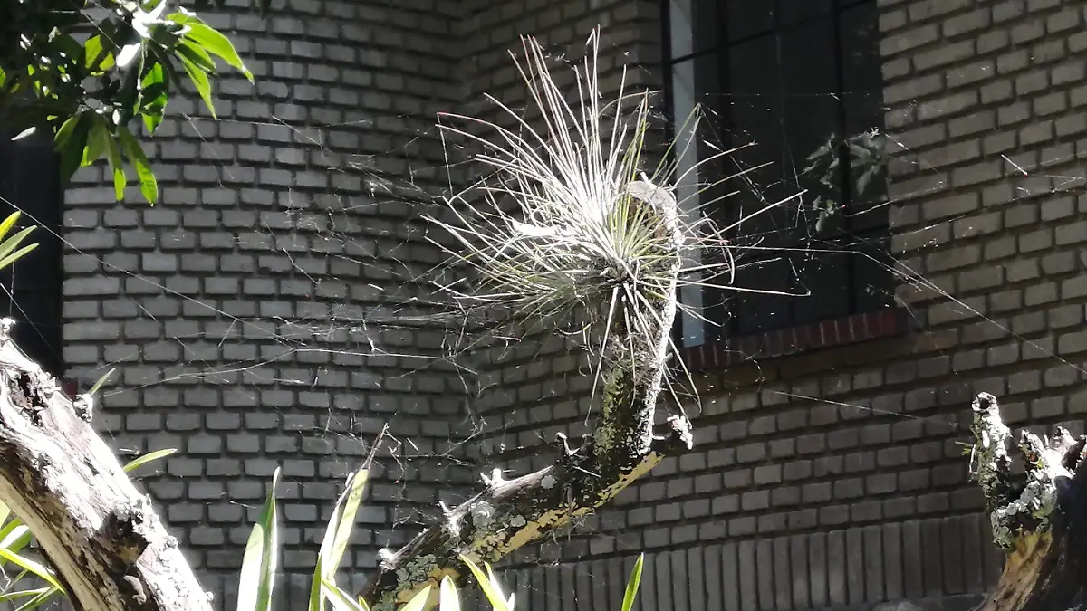 Araña de hilo de seda de oro 