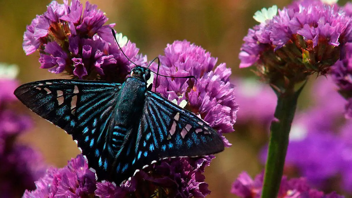 La-leyenda-de-los-amantes-mariposa