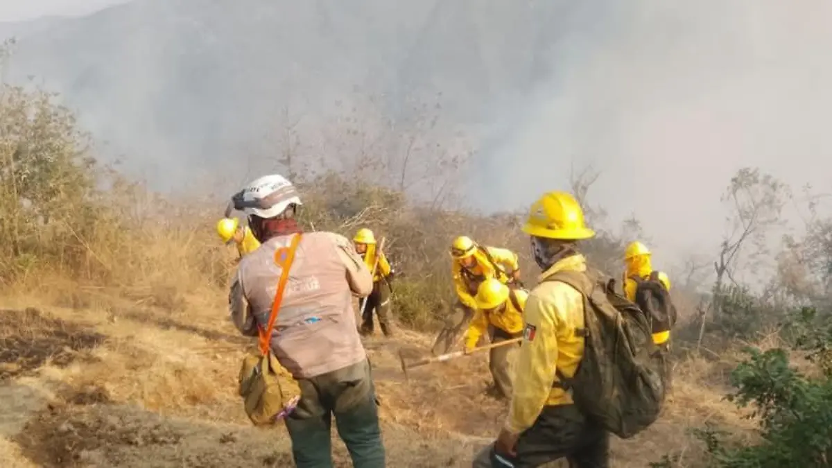 Incendio de Aquila arrasa con bosque de encino-pino