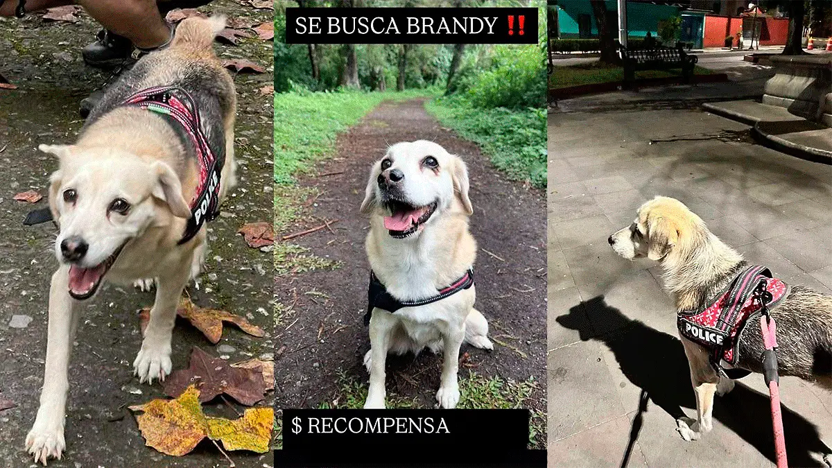 Buscan-a-Brandy
