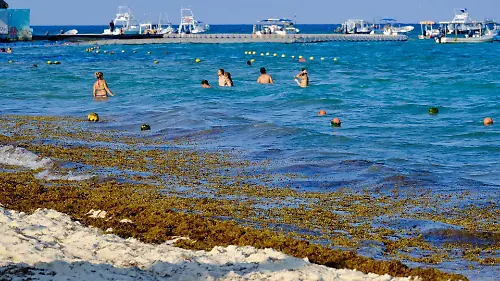 978974_Sargazo Playa del Carmen_web