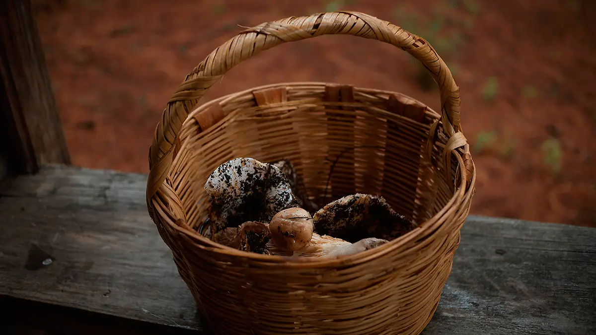 Hongos