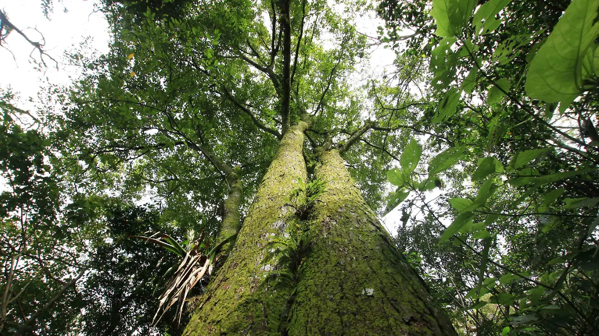 Bosque Mesofilo-30nov-RicardoMtz7