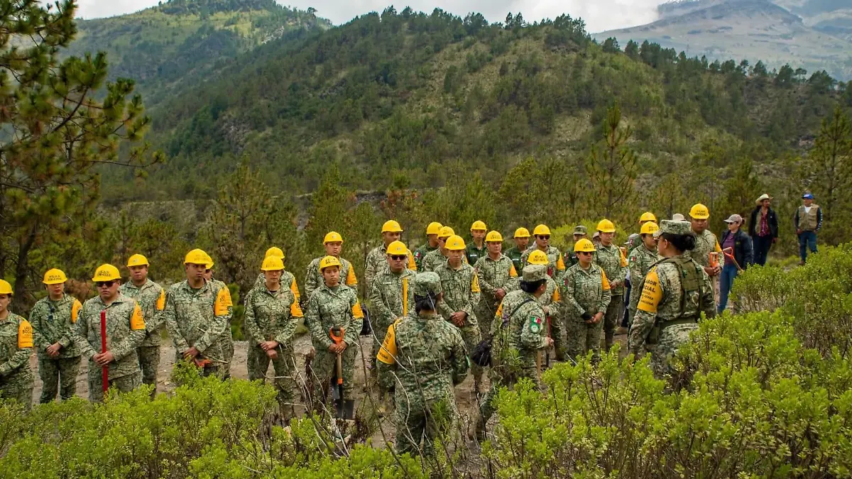 Reforestación