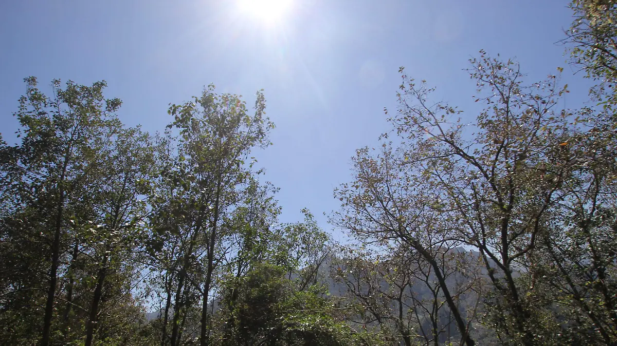 Pico de Orizaba-glaciar-bosque