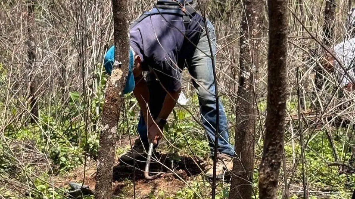 reforestacion nogales (2)
