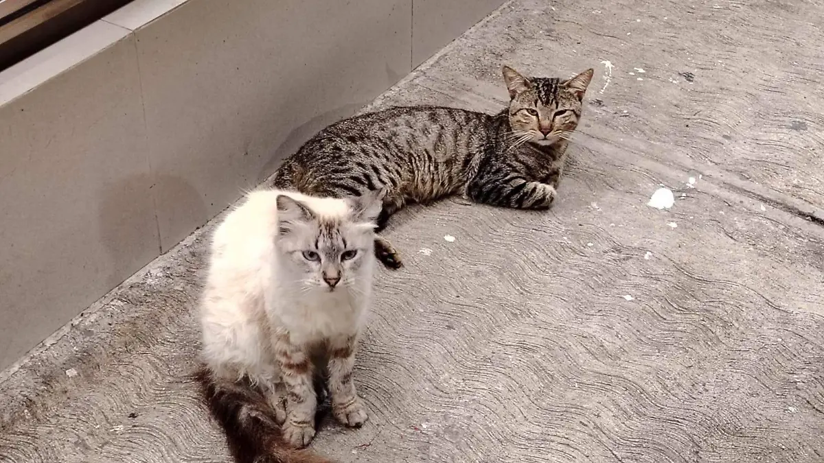 Gatos-2