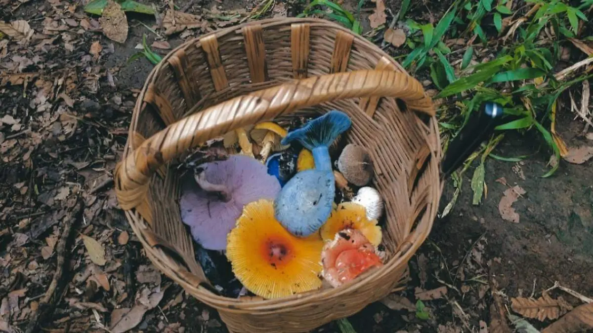 hongos (4)