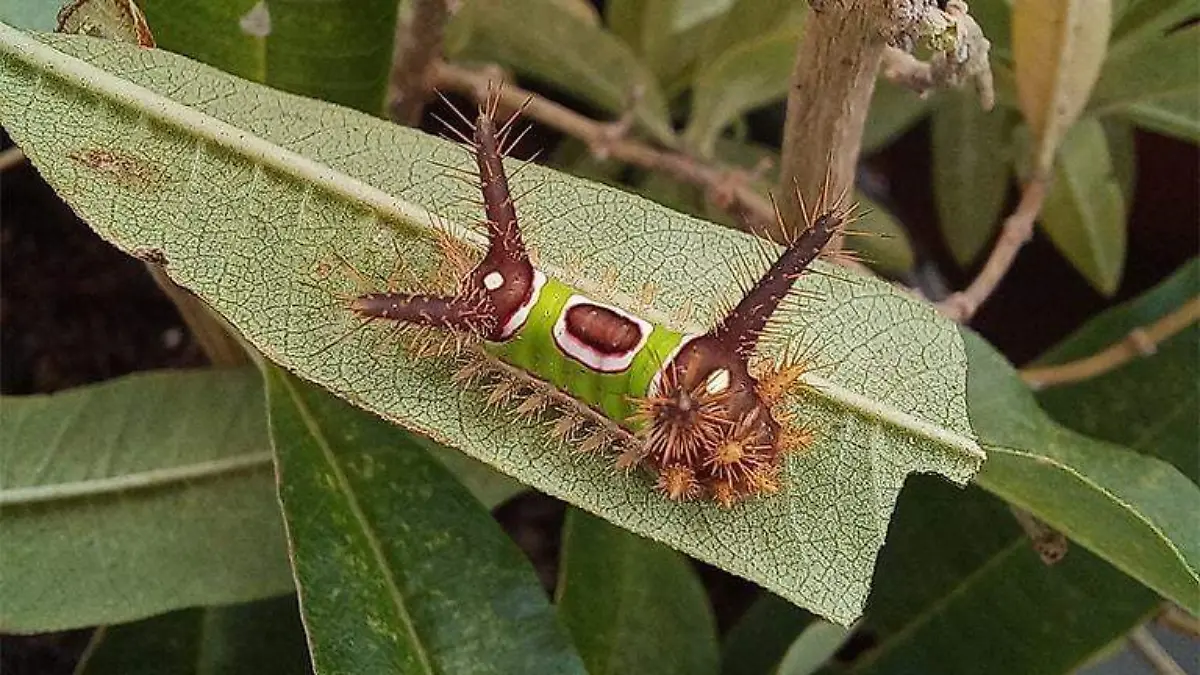 insectos (1)