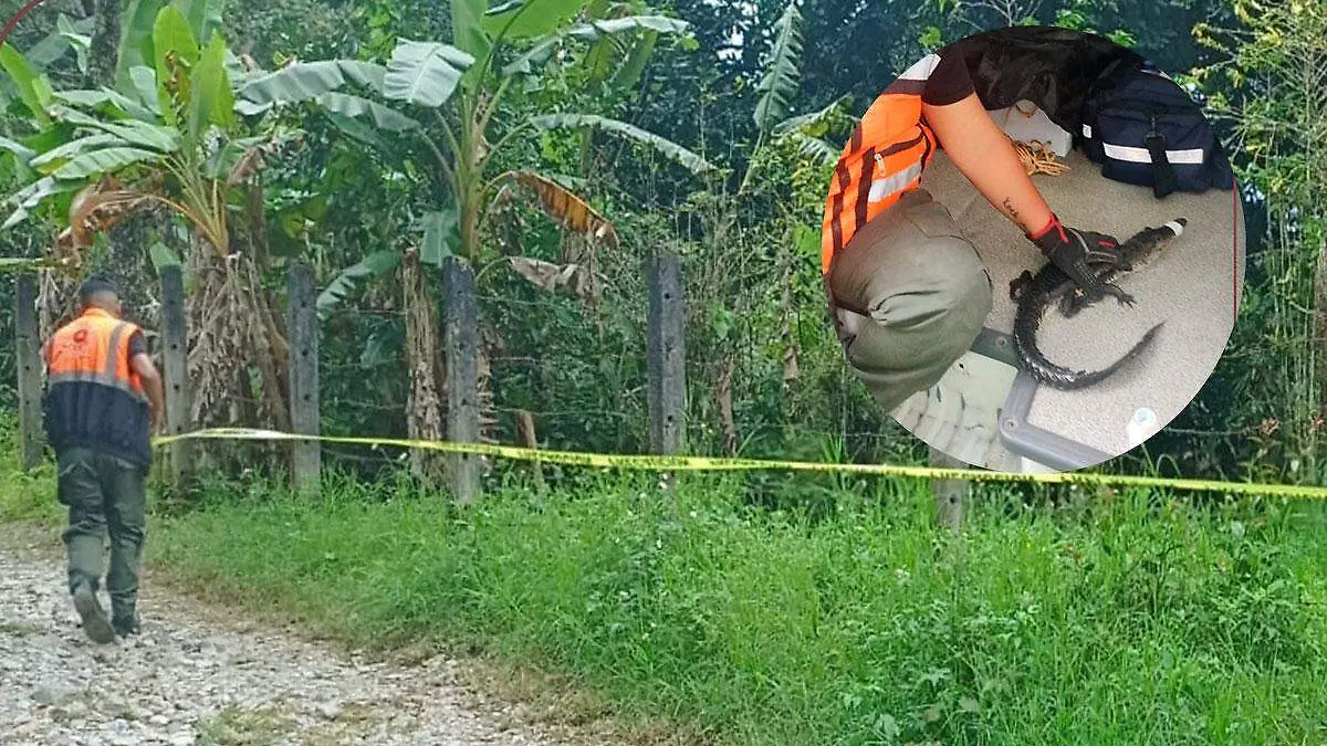 coco