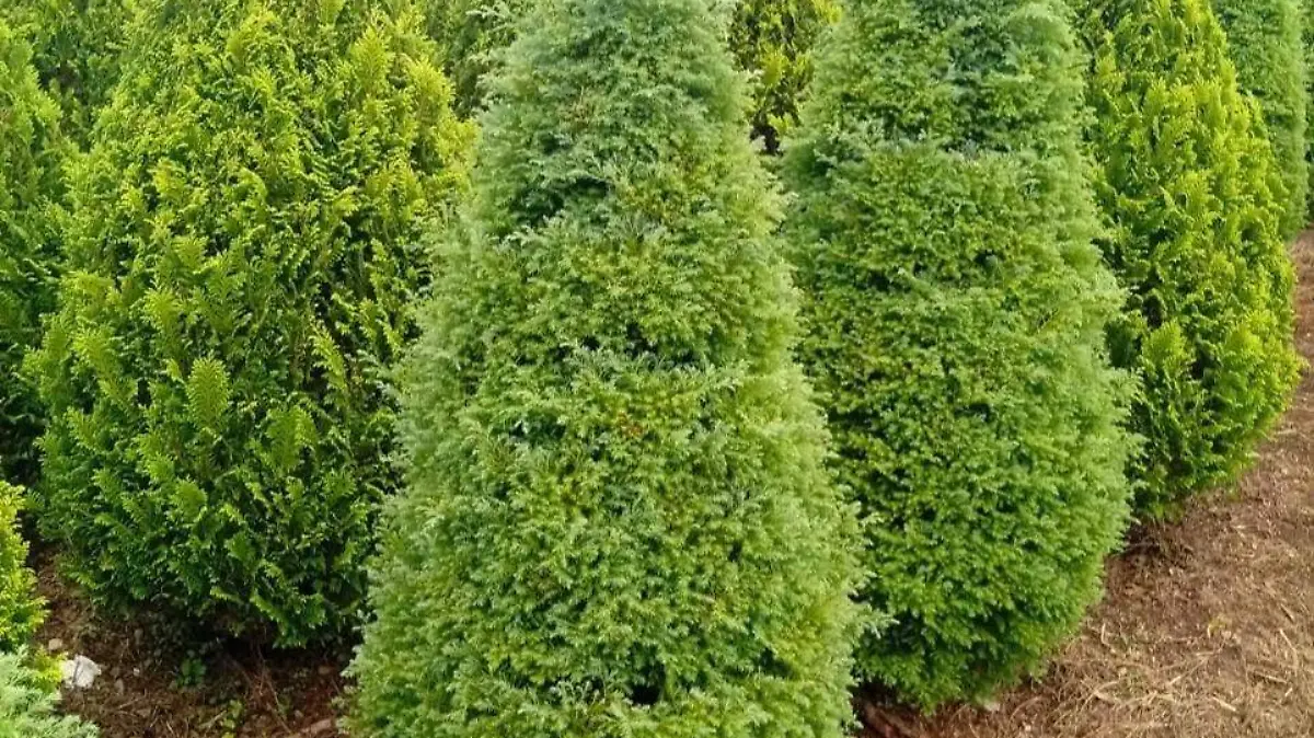 pinos-2OK