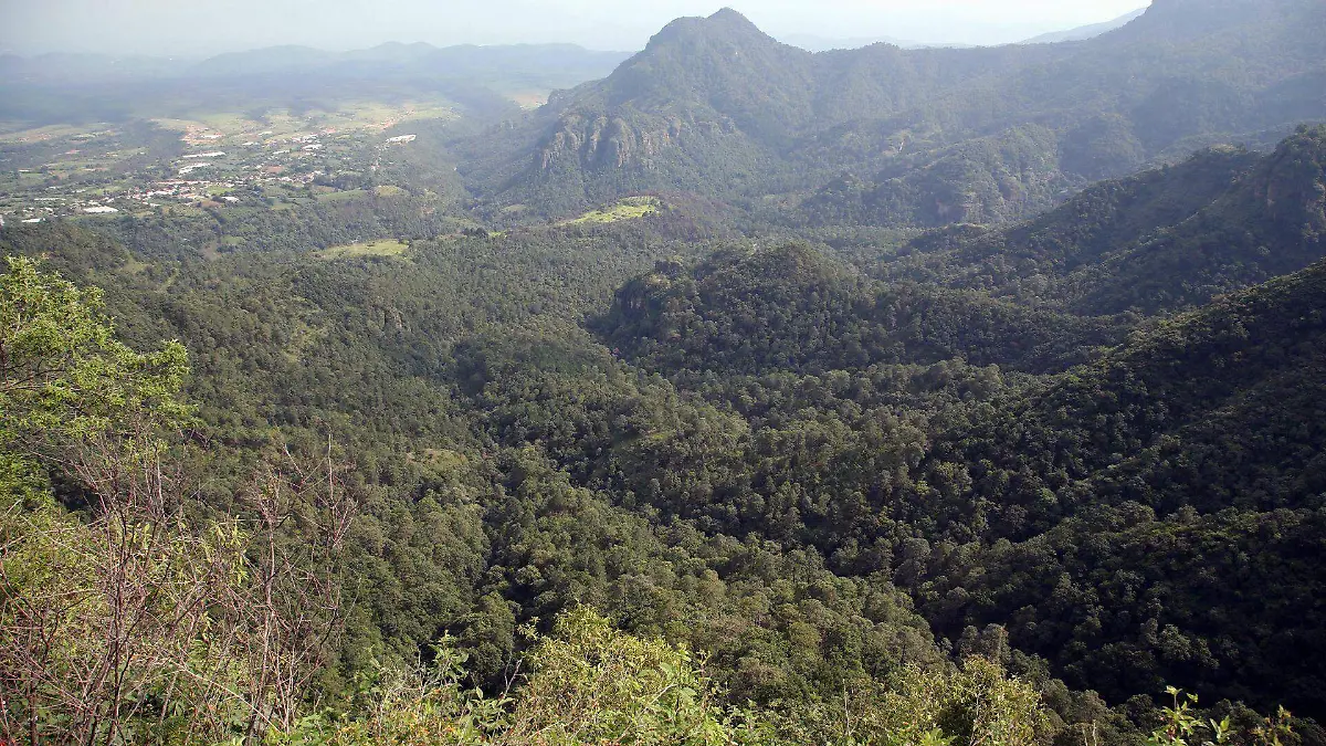 714471_Ocuilan Bosque_web