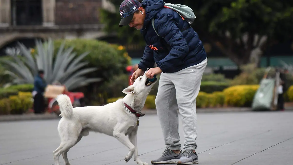 1064625_Cotidiana Mascota_web