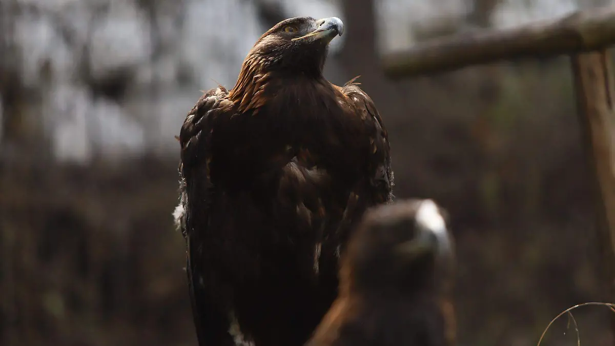 1049343_Convenio Sedena Águila Real_web