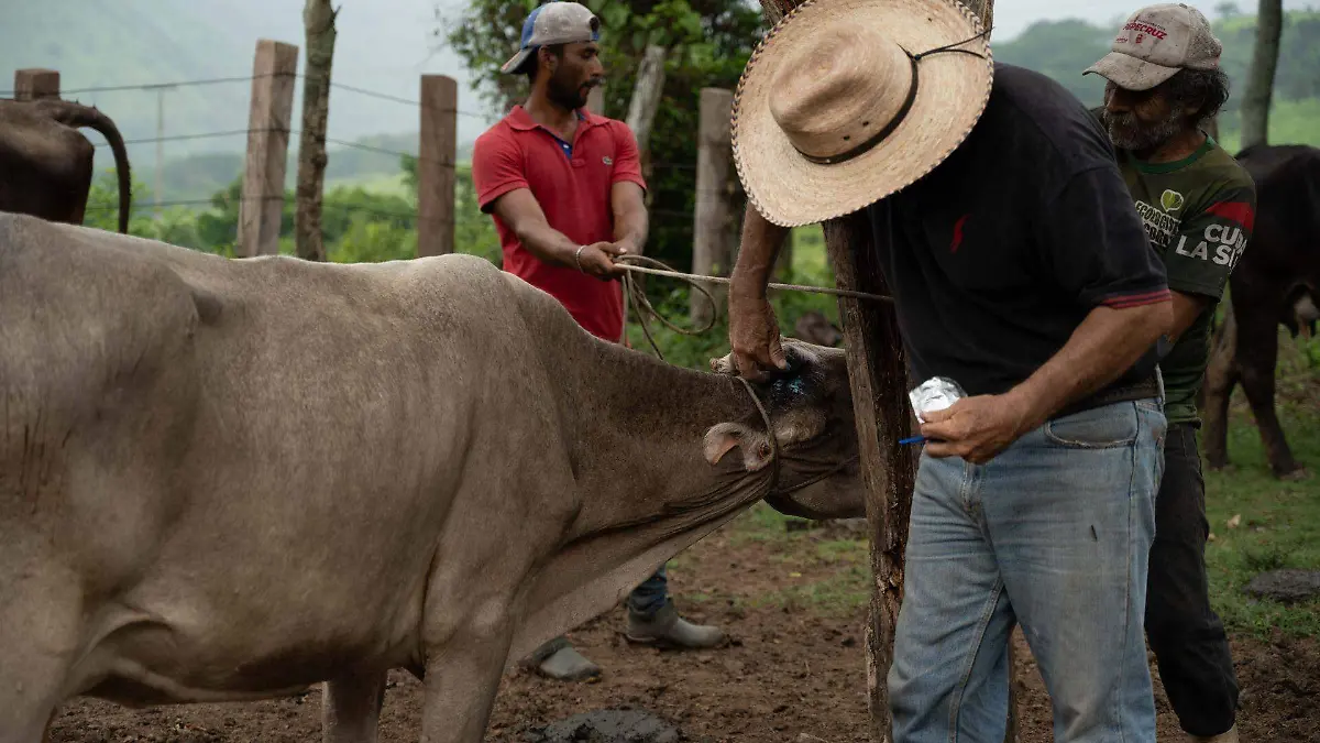 1039641_Gusano Barrenador Cintalapa_web