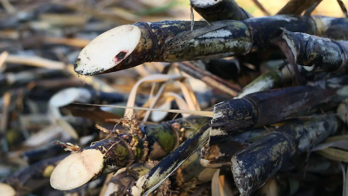 1056303_Cañaverales Morelos_web