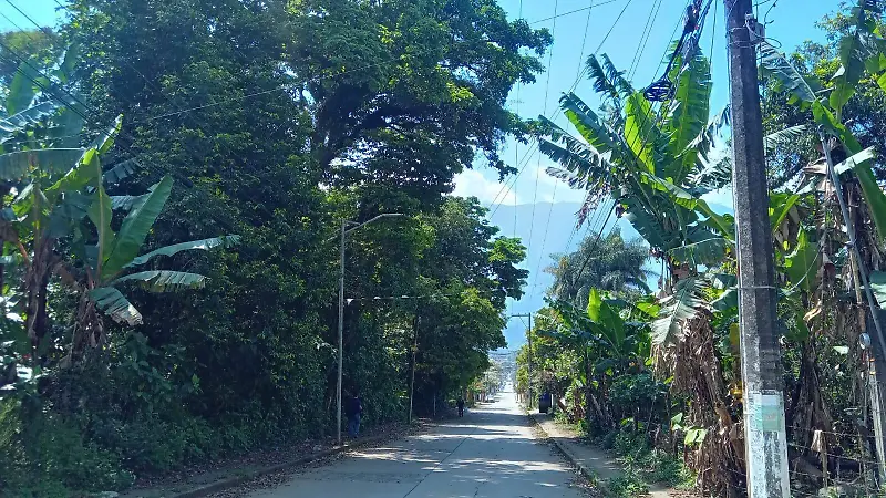 Árboles de gran tamaño