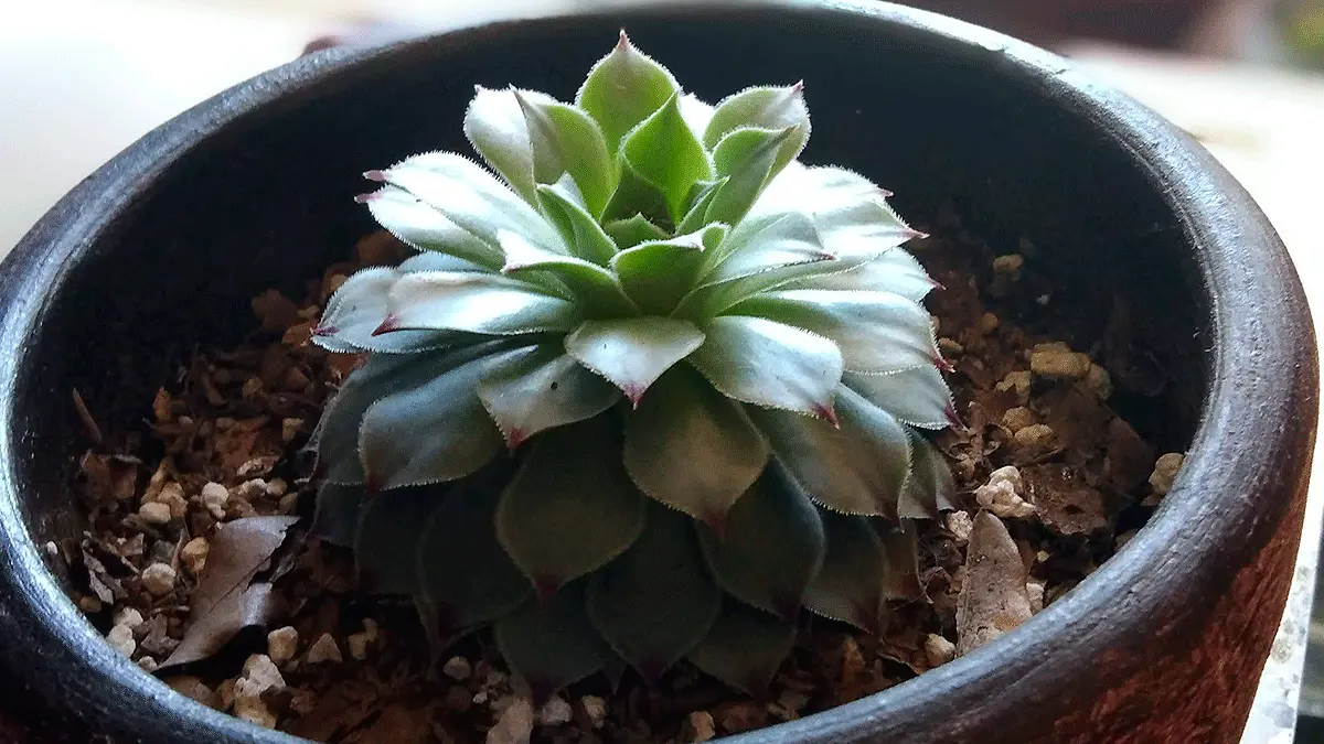 Plant-fest-Altas-Montañas