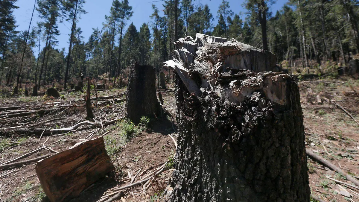 971172_Protegen bosques en San Miguel Mimiapan_web