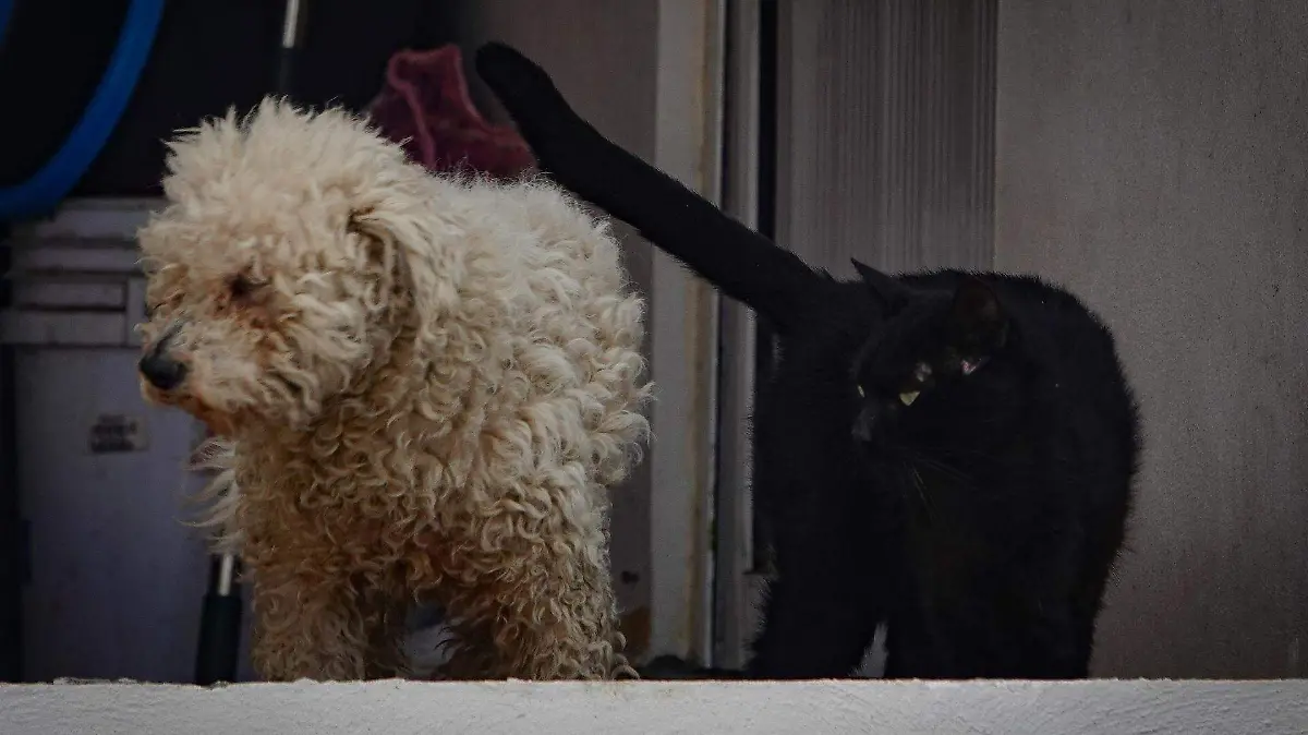 993606_Animales Chalco aguas negras_web