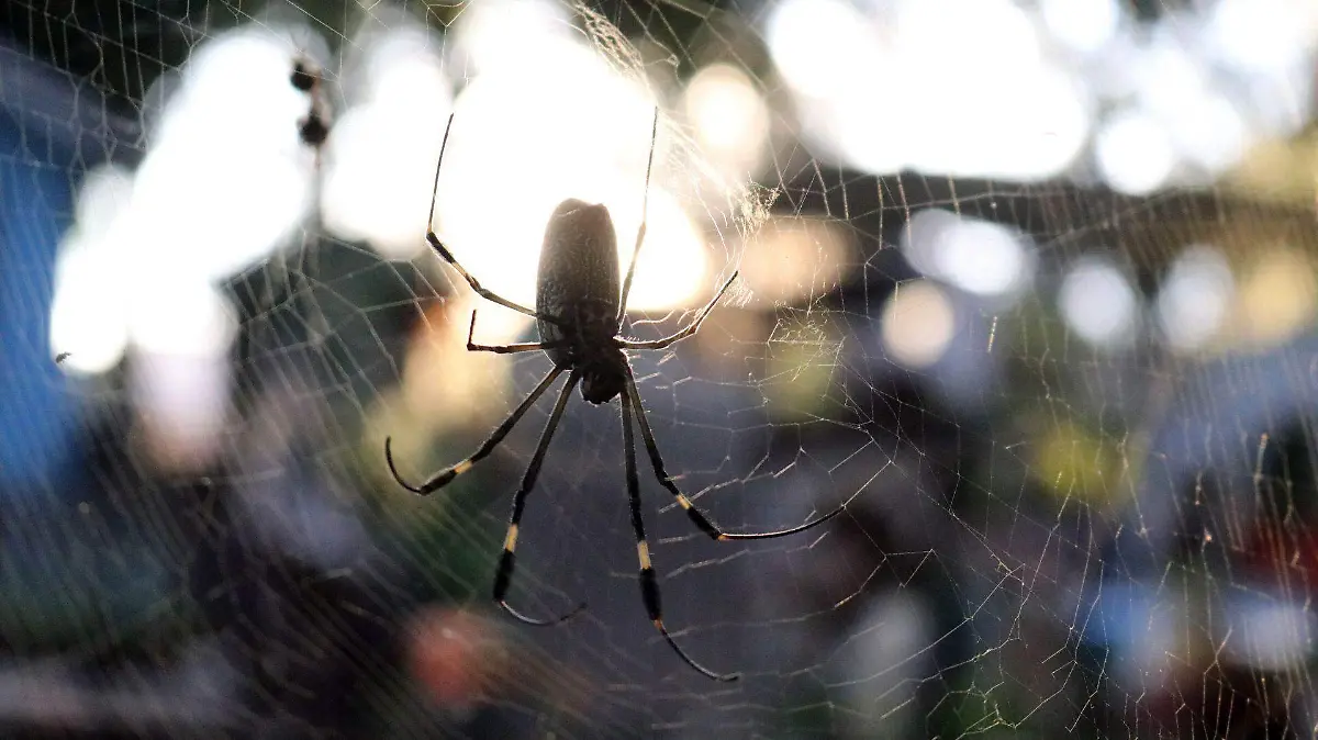 676440_Araña Panteón La_web