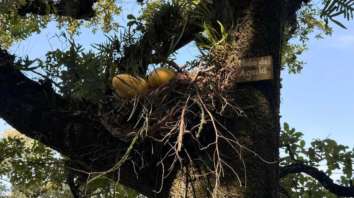 Nacen polluelos de águila en cerro del Borrego-1