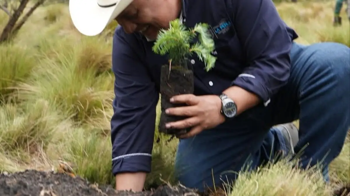 reforestan-3