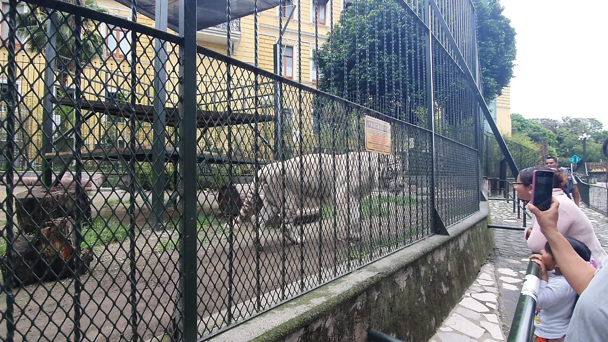 Tigres viejitos-3