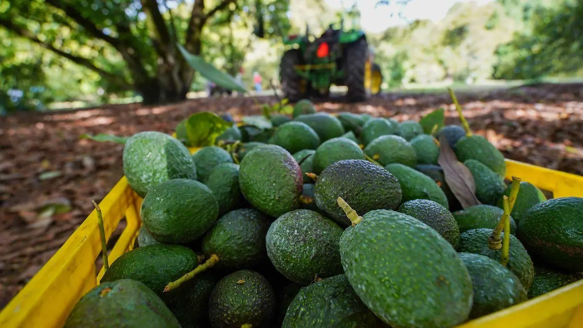 1015894_Producción Aguacates Michoacán_web