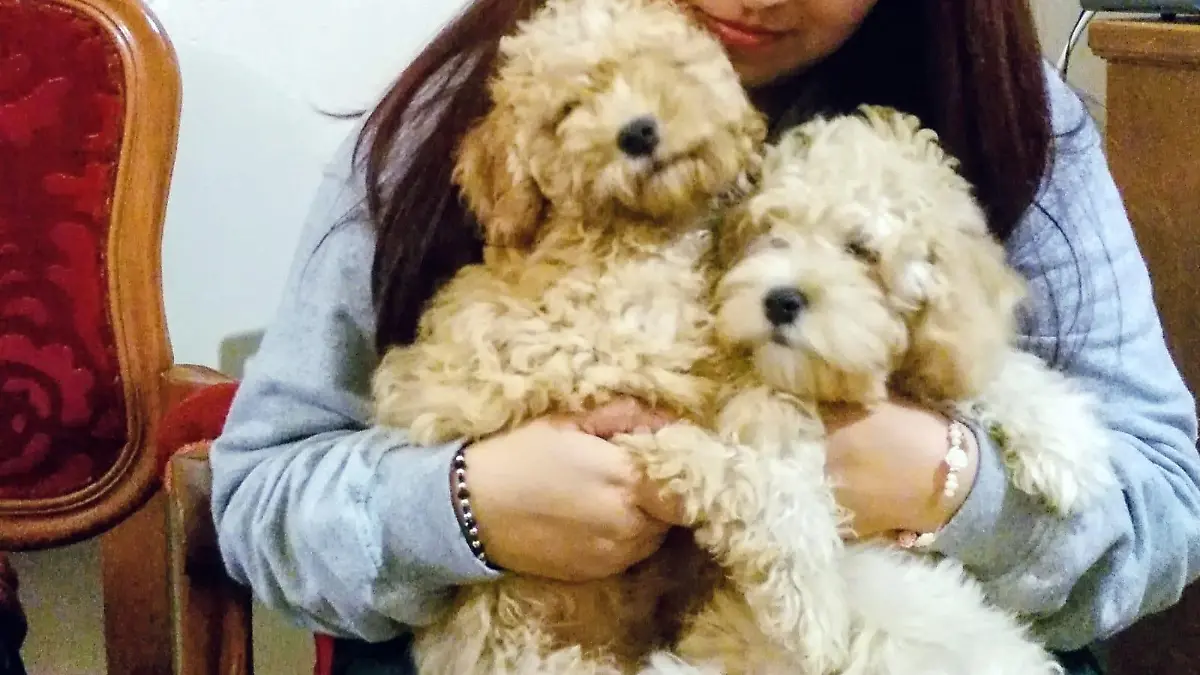 Mascotas