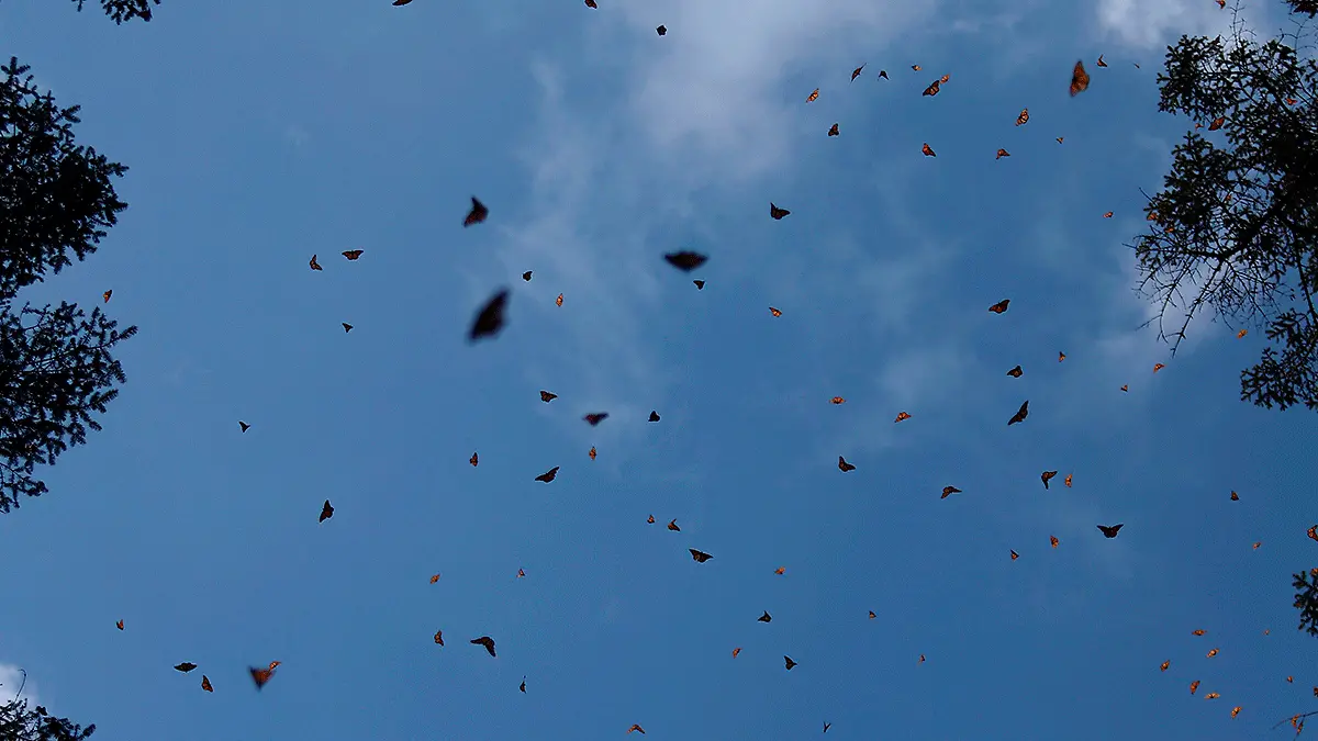 Mariposas