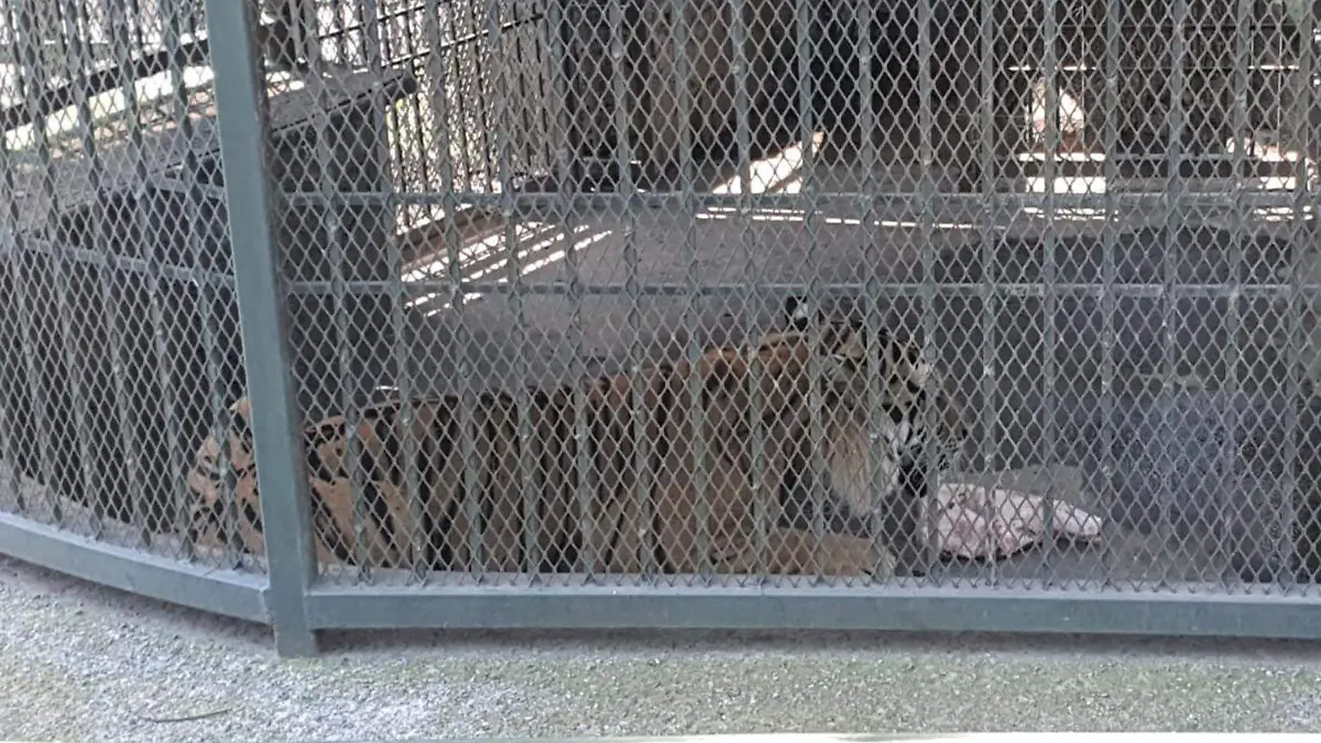 Tigre Toño