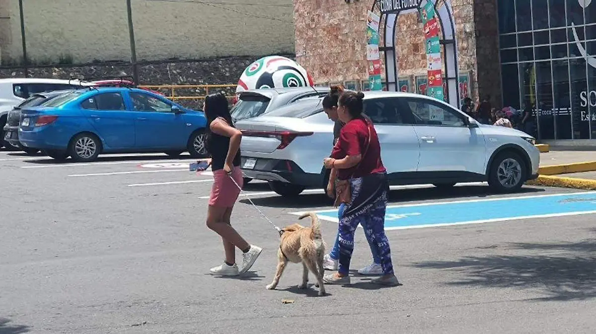 Campaña de desparasitación en Orizaba