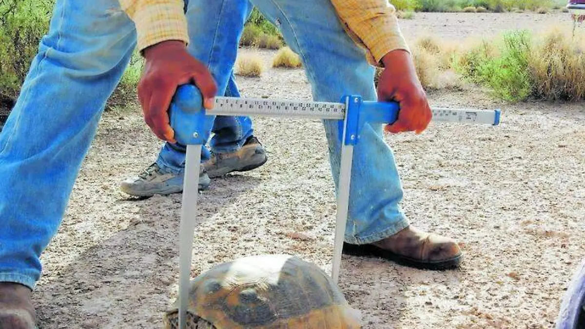 TORTUGA 3. gorki_CMYK