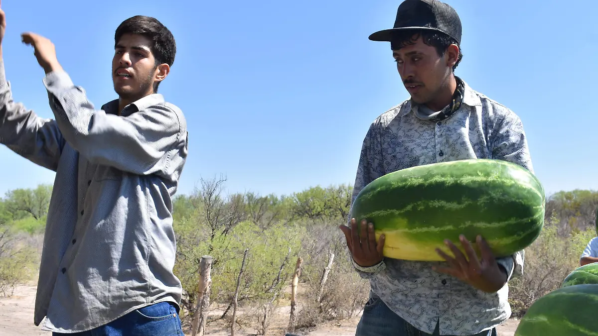 Sandía agricultura jornaleros piscadores