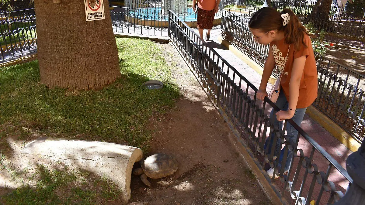 tortugas foto Javier Cruz (2)