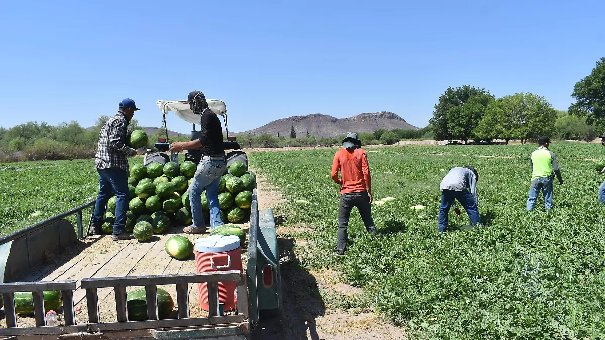 Sandía campo producción agrícola agricultura jornaleros piscadores
