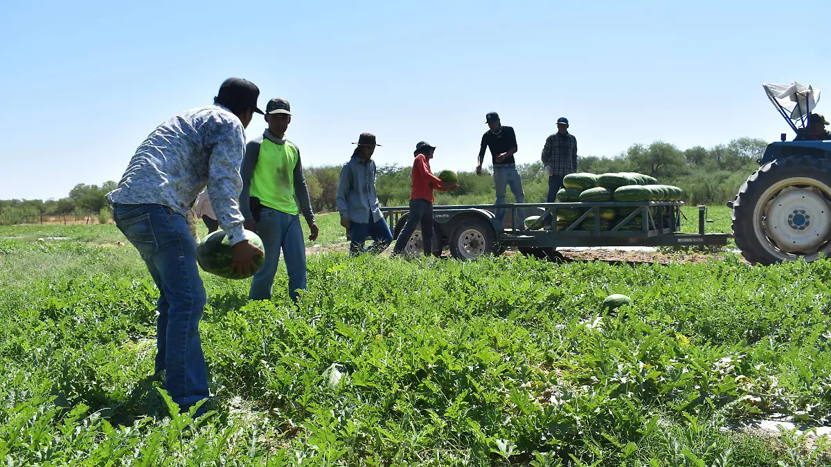 Sandía campo agricultura producción jornaleros piscadores