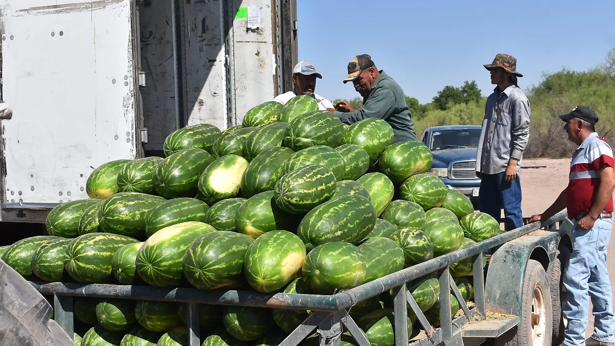 Sandía agricultura producción jornaleros piscadores